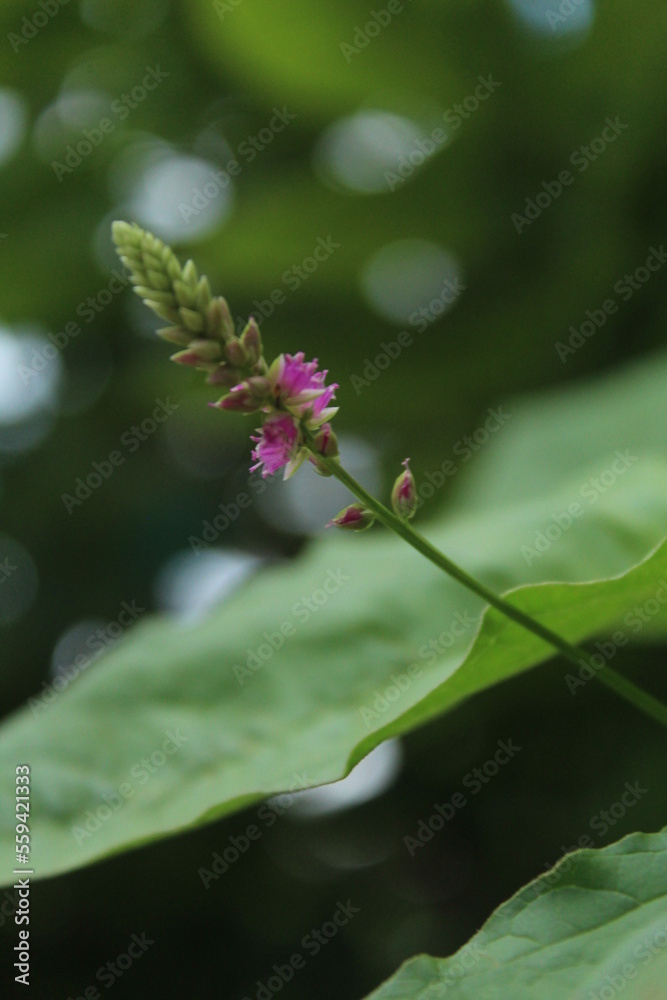 green leaf image green leaf image