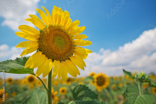 Sunflower on sky background.