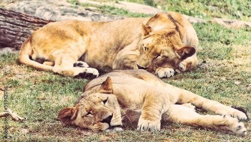 lions resting