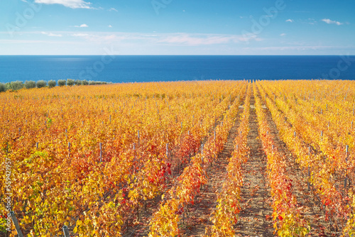 Tableau sur toile Vineyard and deep blue sea at day.