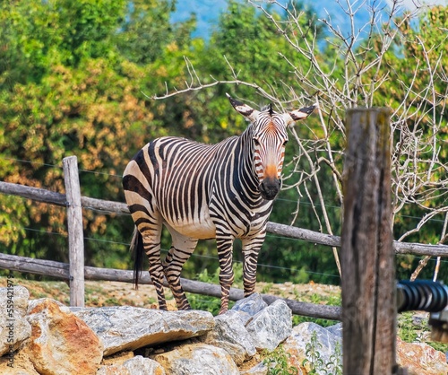 zebra in the zoo