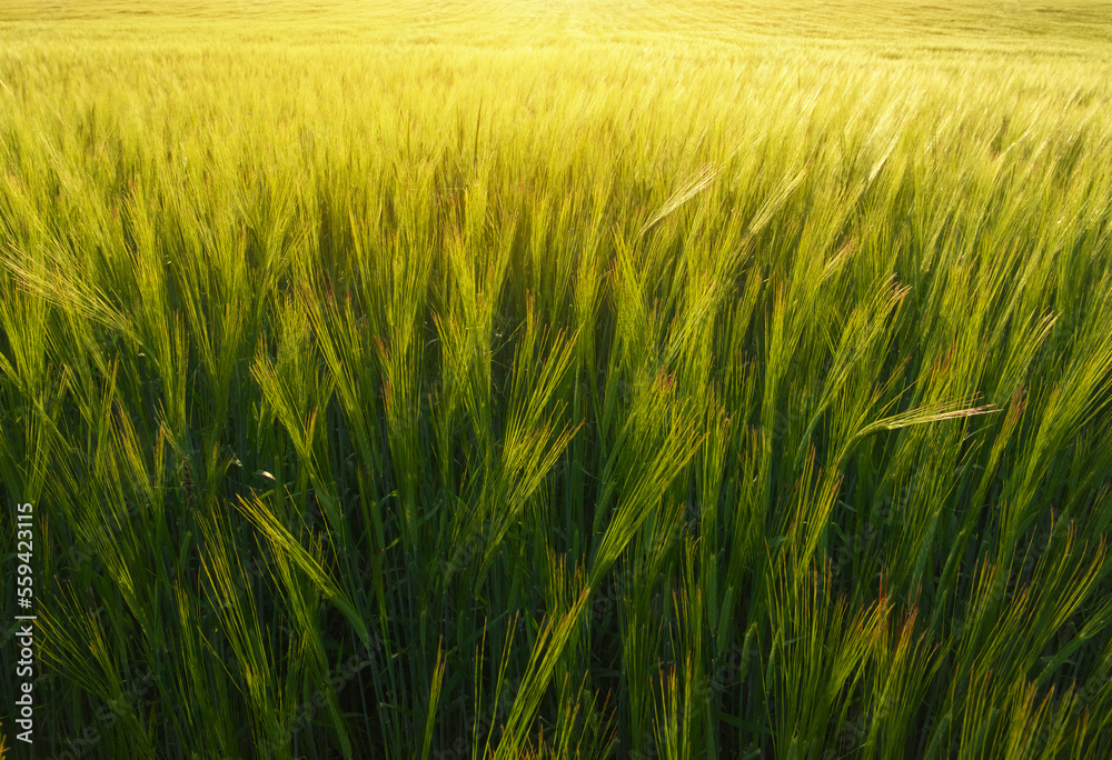 Meadow of wheat on the sunset.