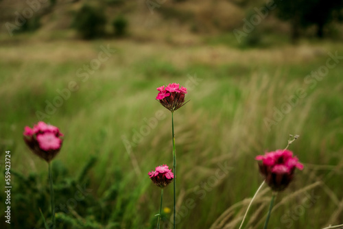 Fototapeta Naklejka Na Ścianę i Meble -  small pink flowers on a green natural background in the garden