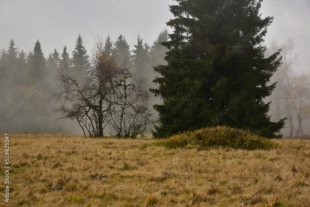 Forest Dvorsky Krkonose mountain autumn Forest Dvorsky Krkonose mountain autumn