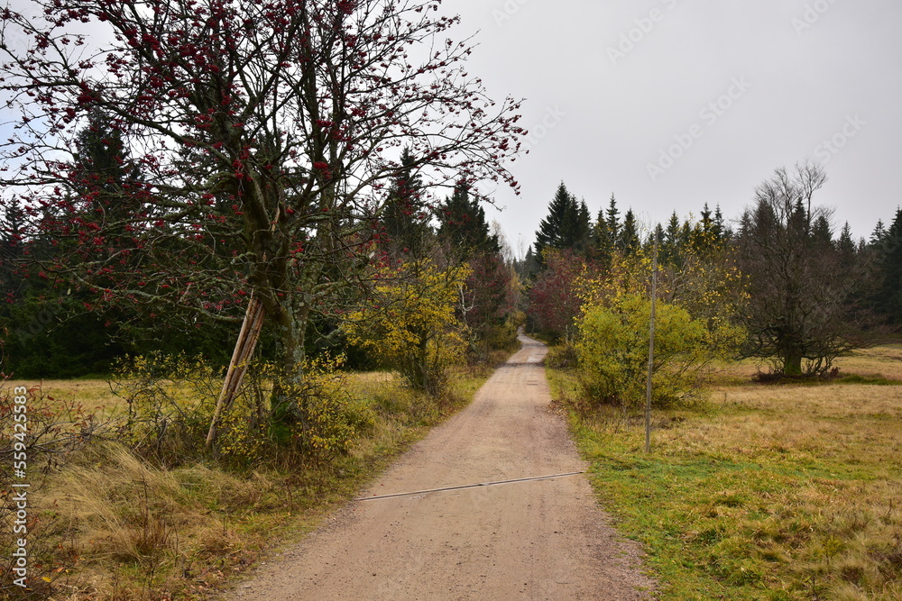 Forest Dvorsky Krkonose mountain autumn Forest Dvorsky Krkonose mountain autumn
