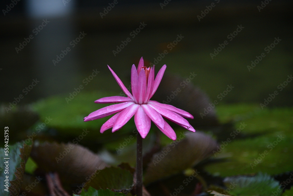 Nymphaea flower blooming, Waterlily is a genus of hardy and tender aquatic plants in the family Nymphaeaceae. Nymphaea flower blooming, Waterlily is a genus of hardy and tender aquatic plants in the family Nymphaeaceae.