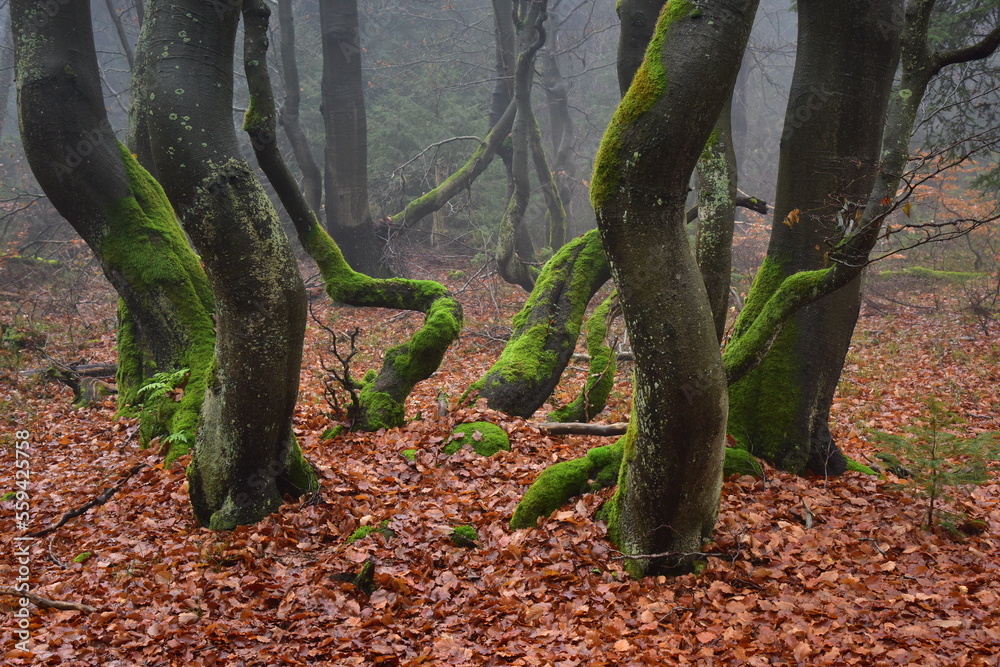 Forest Dvorsky Krkonose mountain autumn