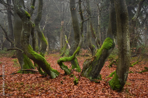 Forest Dvorsky Krkonose mountain autumn