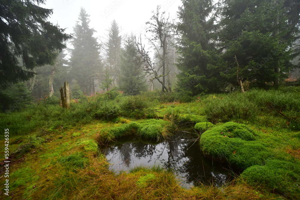 Forest Dvorsky Krkonose mountain autumn Forest Dvorsky Krkonose mountain autumn