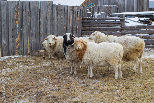 Flock of Sheep Eating Hay Grass on Farmland	
