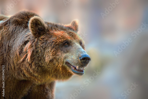 portrait of a grizzly bear with out-of-focus background © perpis