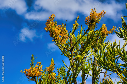 Yellow flowers of the West Australian Christmas Tree (Nuytsia floribunda), the largest mistletoe in the world, against a blue sky photo