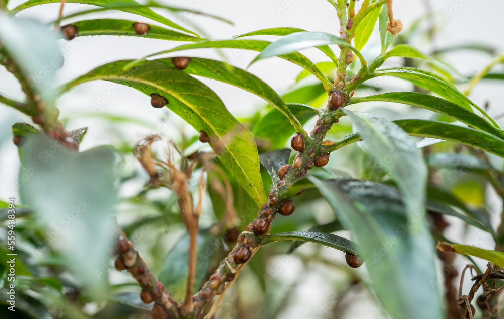 Fototapeta premium Brown scale insects living on a branch of plant.