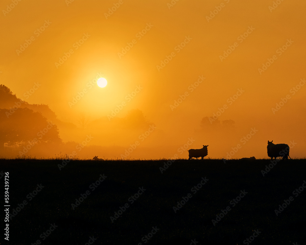 Silhouette of sheep in the field during the sunset