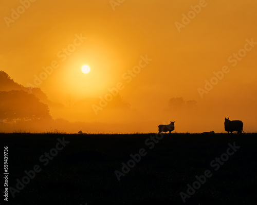 Silhouette of sheep in the field during the sunset