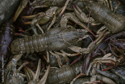 Close-up fresh Astacus or River cancer or Big crayfish. Top View Photos