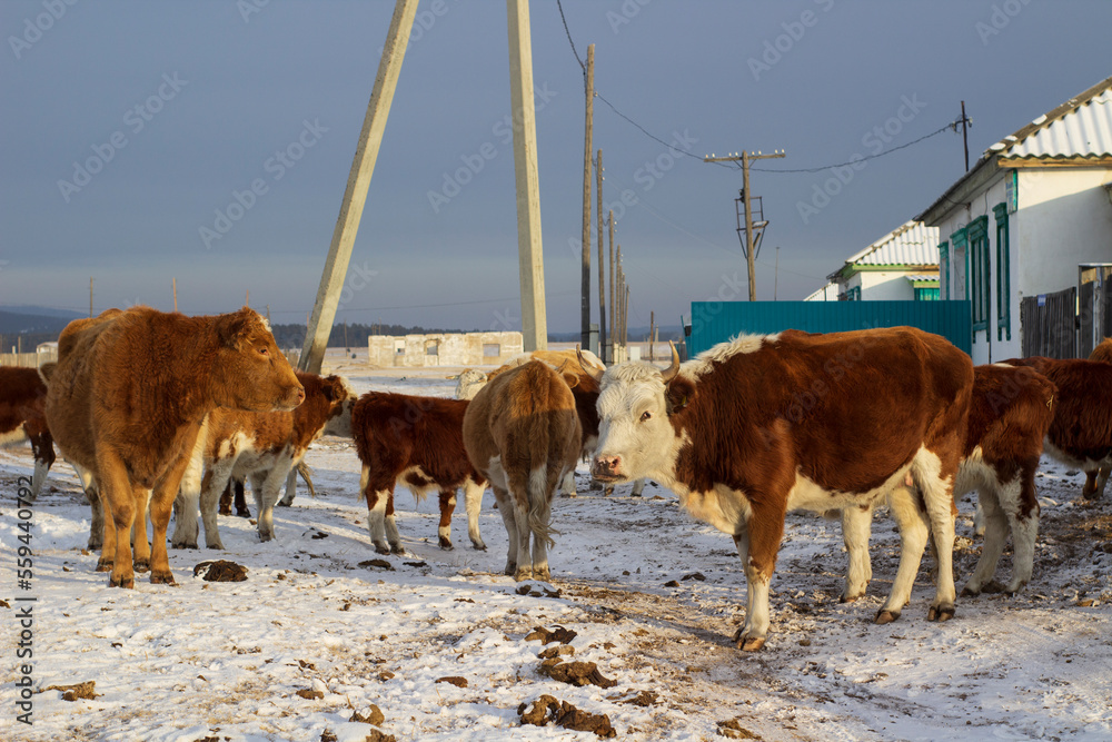 Naklejka premium Herd of cows in winter snow village street