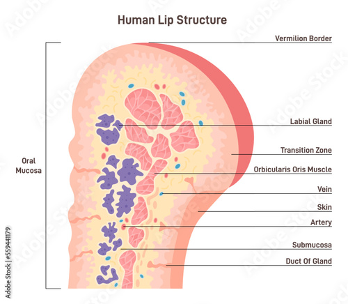 Human lip anatomy. Human mouth external parts with description.