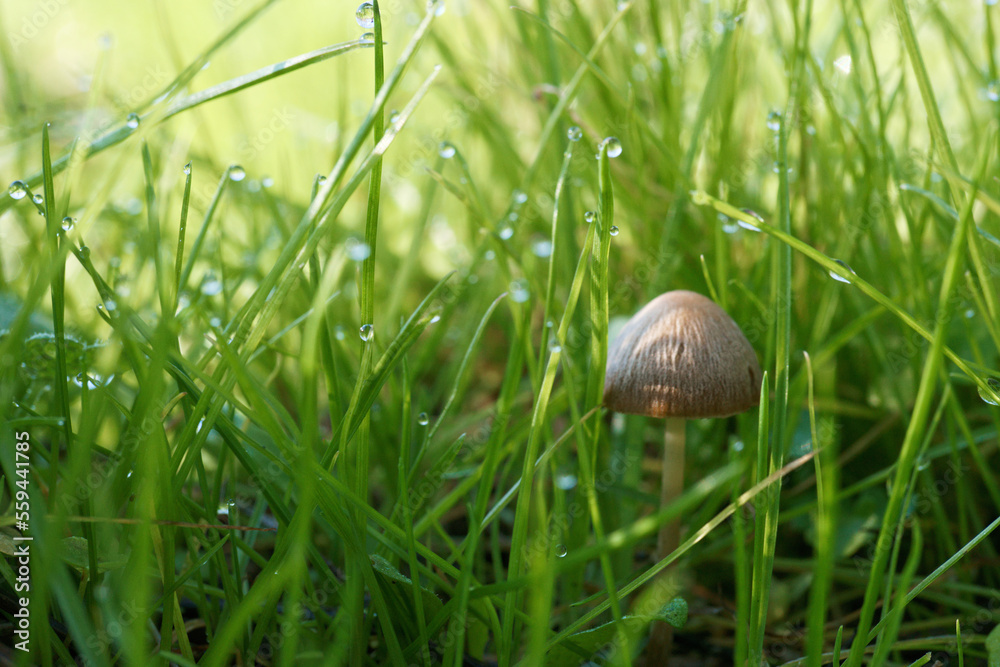 Obraz premium grzyb natura trawa las przyroda