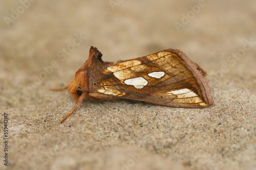Closeup on the Goldspot owlet moth, Plusia festucae, sitting on a stone photo