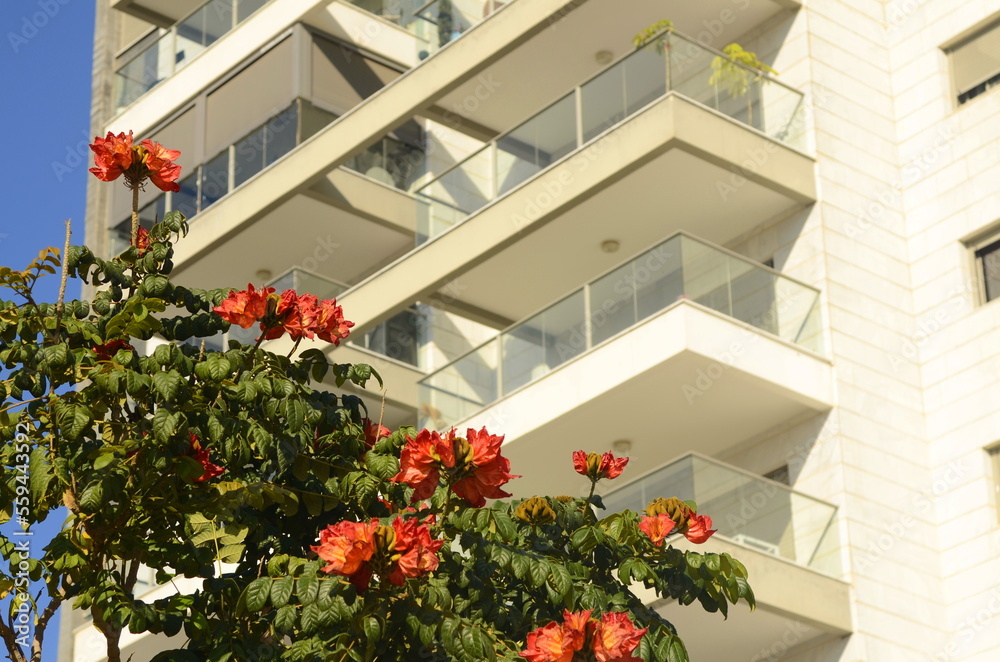 Fototapeta premium A cozy white balcony in an apartment high-rise building. Blooming African tulip tree near the house. City garden, public garden. Apartment rent, apartment purchase, realtor, investment, mortgage.