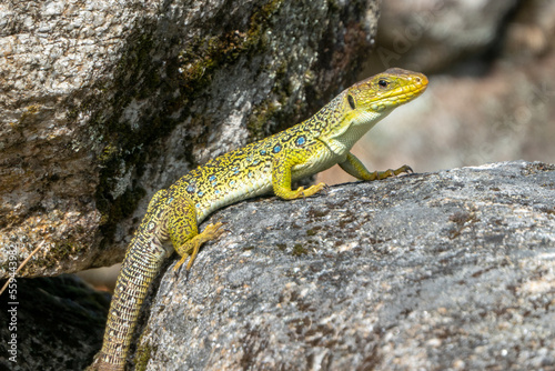 ocellated lizard