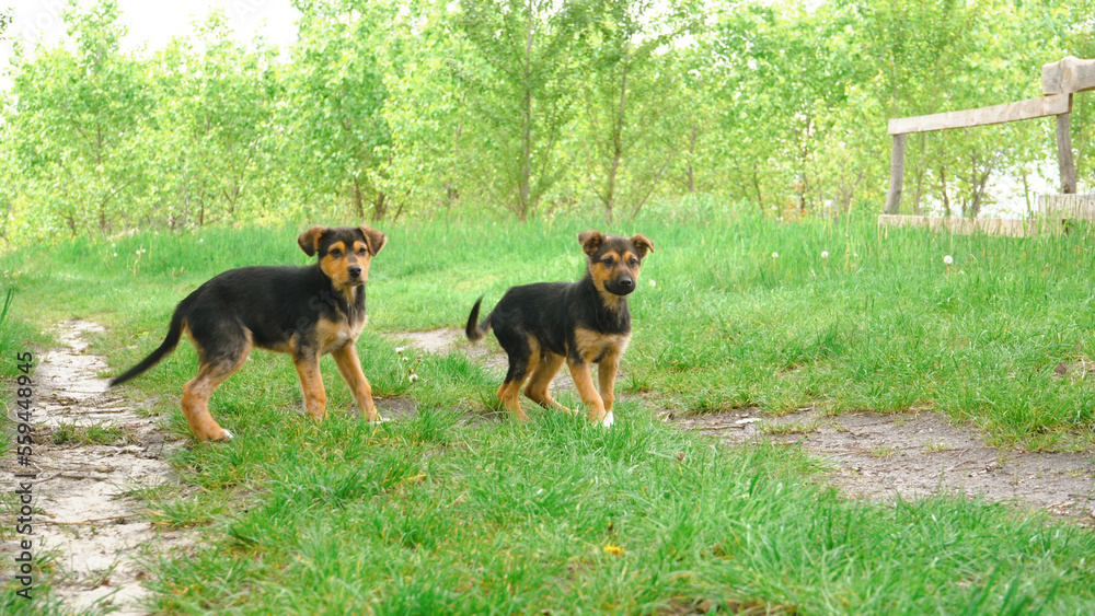 Two yong puppies in the garden Two yong puppies in the garden