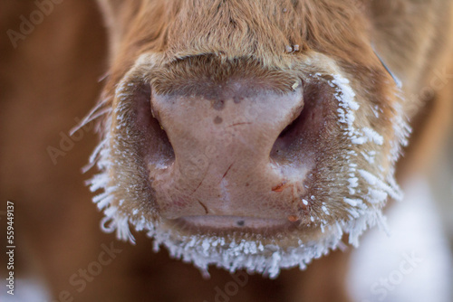 Cow's snout close-up in winter with fur covered with frost photo