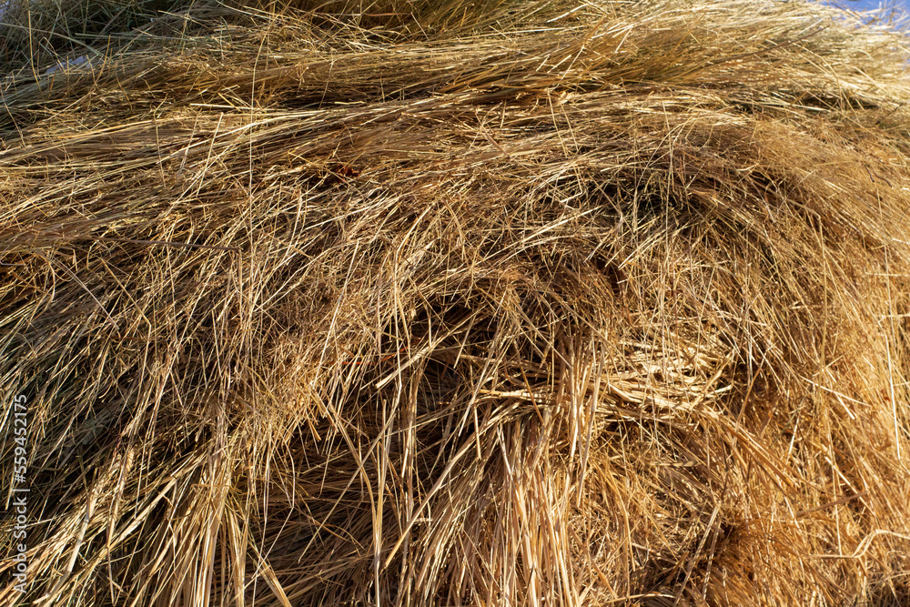 Fototapeta premium Dry Hay Full Frame Background Yellow Grass 