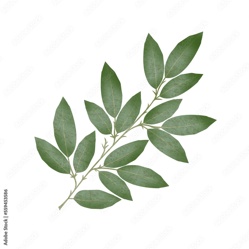 Fototapeta premium green leaves isolated on white