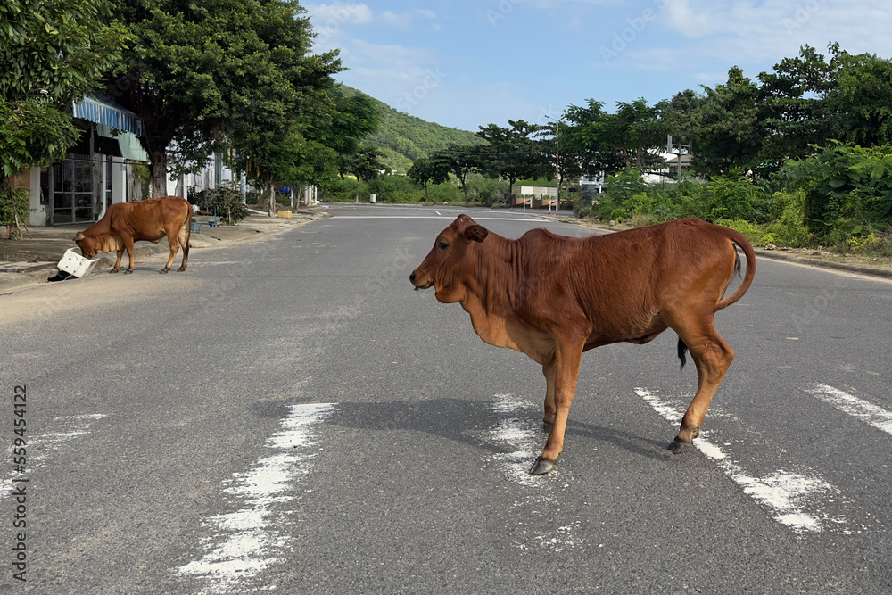 two cows in the city cross the road and eat garbage in Asia