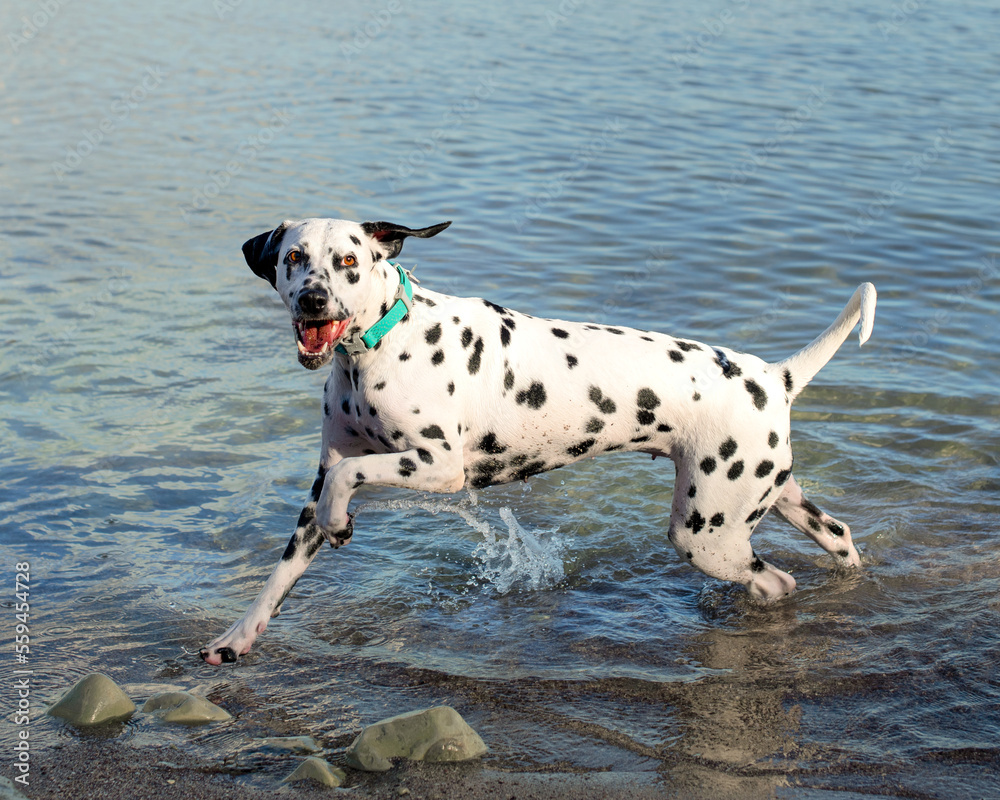 Dalmatian dog on the beach running and playing in the sea water Dalmatian dog on the beach running and playing in the sea water