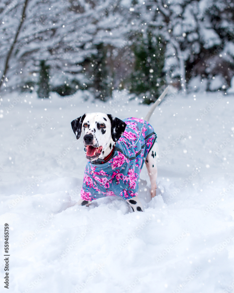 Dalmatian dog in cute outfit want to catch Dalmatian dog in cute outfit want to catch