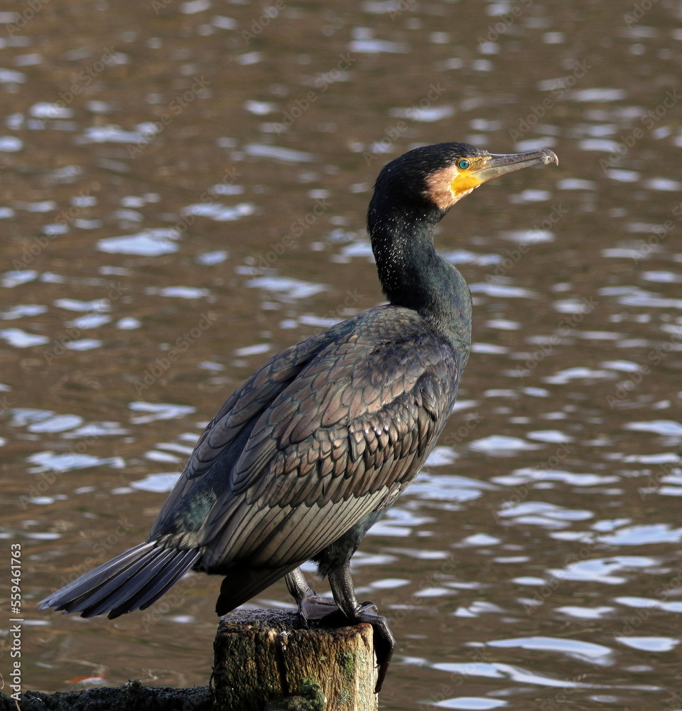 Birds - Cormorant Perched on a lakeside post Birds - Cormorant Perched on a lakeside post