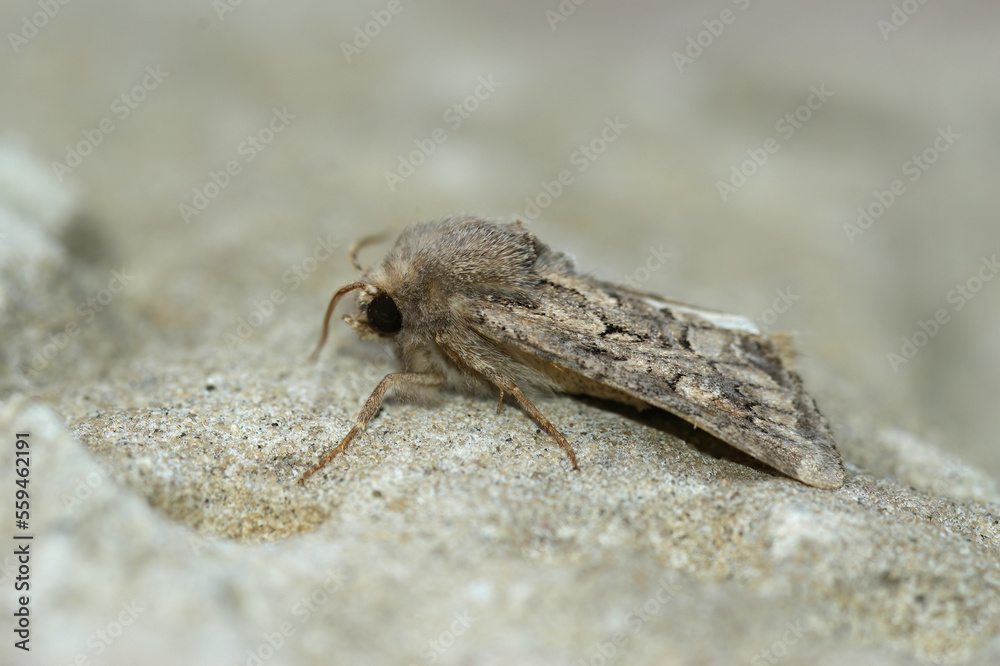 Closeup on flounced rustic owlet moth, Luperina testacea