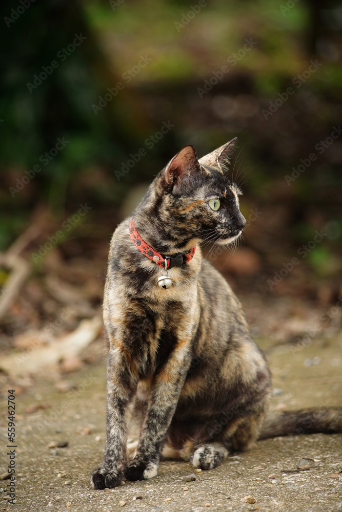 portrait of a cat portrait of a cat