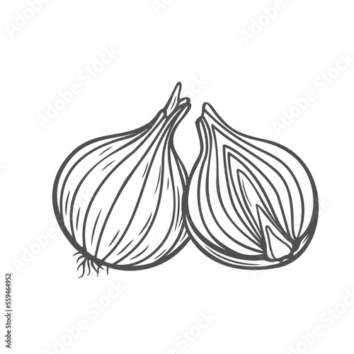 Onion whole bulb and cut into half line icon vector illustration. Hand drawn outline raw onion head with skin and roots, organic healthy shallot for cooking, spice vegetable and diet product