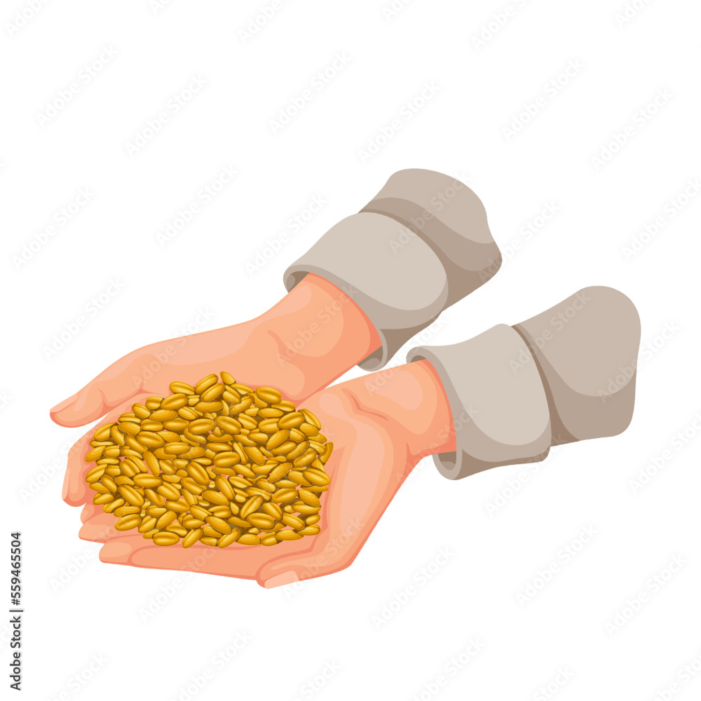 Obraz premium Hands holding grains of wheat vector illustration. Cartoon bunch of wheat seeds from agriculture field lying in palms of farmer in farming season, growth of golden organic cereal harvest in farm