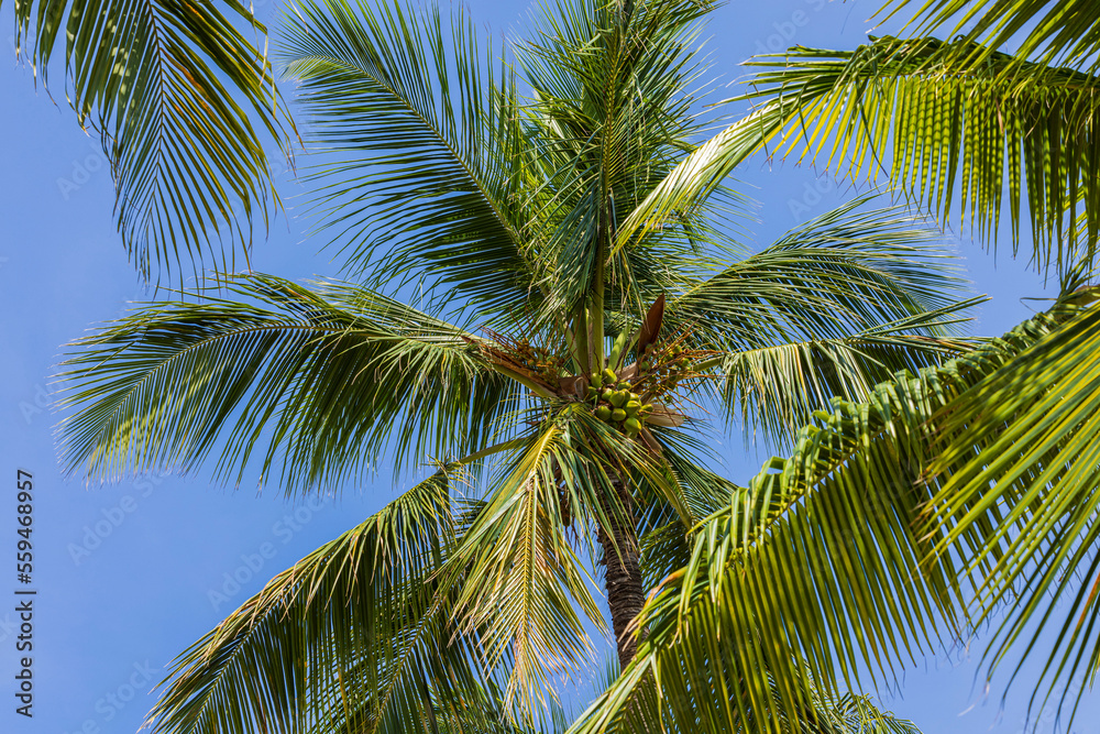 Beautiful bottom-up view on palm tree tops on blue sky background. Aruba. 