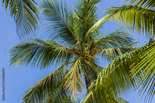 Beautiful bottom-up view on palm tree tops on blue sky background. Aruba.  © Alex