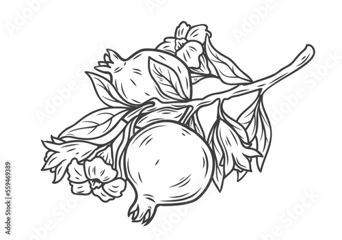 Pomegranate branch line icon vector illustration. Hand drawn outline tropical tree with flowers, leaves and ripe whole garnet fruit, plant with blossom growing in exotic summer or spring garden
