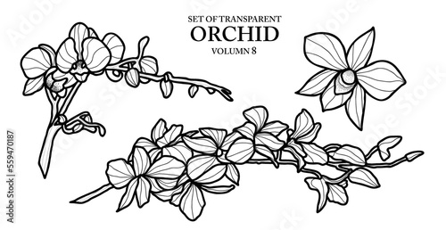 Cute hand drawn isolated black outline orchid on transparent background png file (Volumn 8)