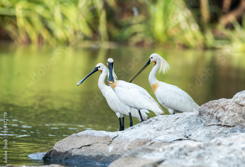 A group of Spoon bills drinking water from Cauvery river inside Ranganathittu Bird Sanctuary during a boat ride.