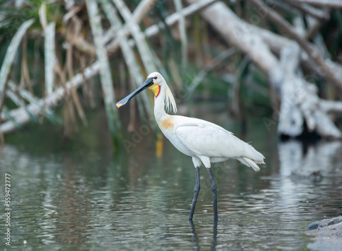 A group of Spoon bills drinking water from Cauvery river inside Ranganathittu Bird Sanctuary during a boat ride.