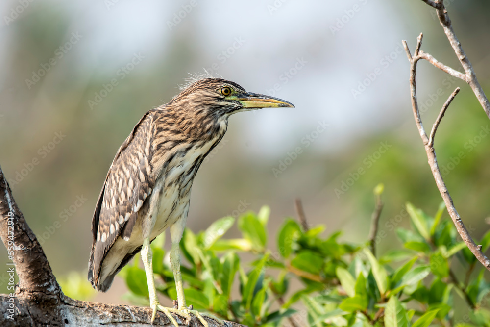 An indian pond heron perched on a branch inside Ranganathittu Bird Sanctuary on the outskirts of Mysore during a boat ride An indian pond heron perched on a branch inside Ranganathittu Bird Sanctuary on the outskirts of Mysore during a boat ride