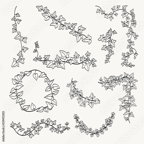 Floral ivy drawing decorative ornament flat design collection.