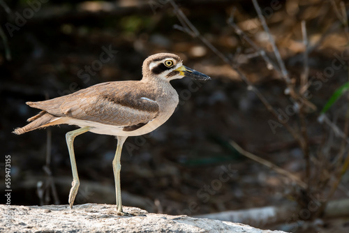 A stone curlew or great thicknee resting on a boulder submerged in kaveri river during a boat ride photo