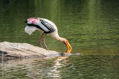 A painted stork drinking water from Kaveri river inside Ranganathittu Bird sanctuary on the outskirts of Mysore during a boat ride photo