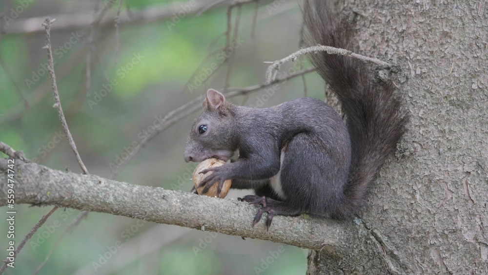 Portrait of gray squirrel eating a nut in branch tree, blur background Portrait of gray squirrel eating a nut in branch tree, blur background