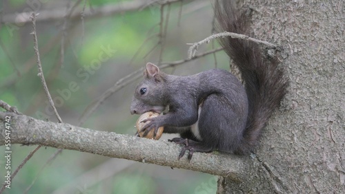 Portrait of gray squirrel eating a nut in branch tree, blur background